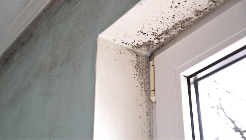 mould safezone biohazard services